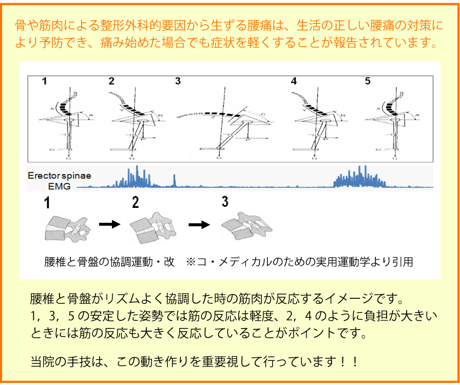骨や筋肉による整形外科的要因から生ずる腰痛は、生活の正しい腰痛の対策により予防でき、痛み始めた場合でも症状を軽くすることが報告されています。腰椎と骨盤がリズムよく協調した時の筋肉が反応するイメージです。1,3,5 の安定した姿勢では筋の反応は軽度、2,4 のように負担が大きいときには筋の反応も大きく反応していることがポイントです。